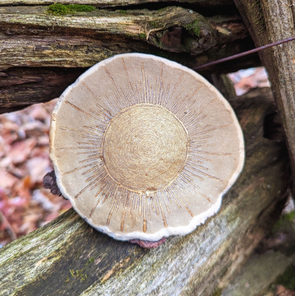 Molten Gold - Hand Drawn On Bracket Fungus